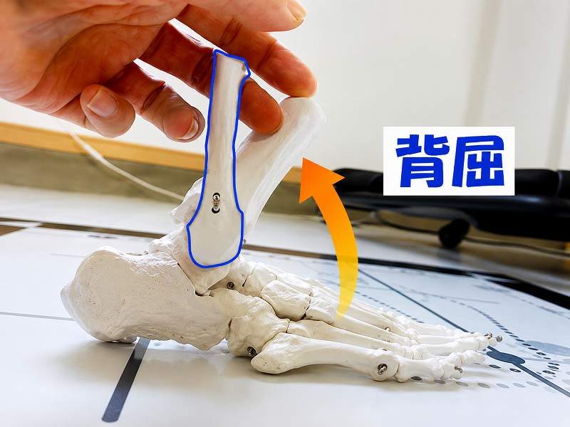 足首の曲げ伸ばしに伴う腓骨の動き