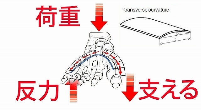 体重と床反力を水平アーチで受け止め、足部の骨がアーチ橋のように支え合う構造を示した図