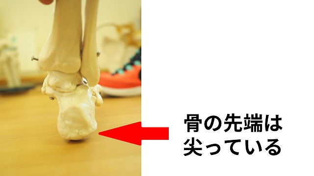 踵骨を横から確認し、地面へ接する下面の丸みのある部分と、先端が尖って見える部分の位置を示した足部骨格図