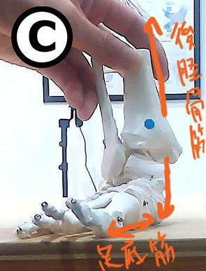 足首の内側への倒れ込みによって、後脛骨筋が引き伸ばされる位置関係