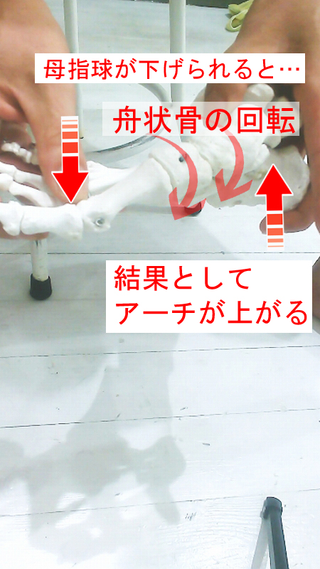 母指球が下がる動きに伴って舟状骨が引き上げられ、内側縦アーチが形成される関係を示した図
