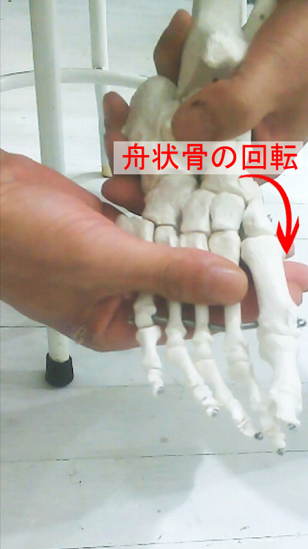 小指側から生じた回転力が、舟状骨を介して親指側の骨へ伝わる足部の連動を示した図