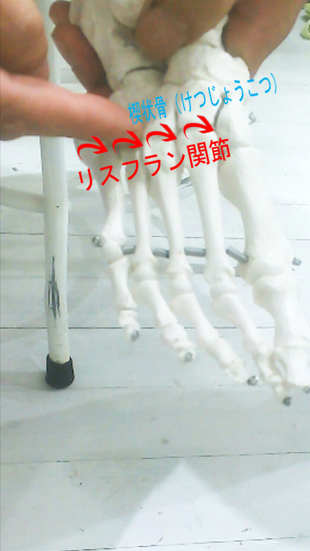 小指側から生じた回転が、中足骨と足の甲の関節へ伝わる連動を示した足部骨格図