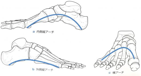 母指球と小指球を結ぶ水平アーチが安定し、舟状骨と内側縦アーチが引き上げられる連動を示した図