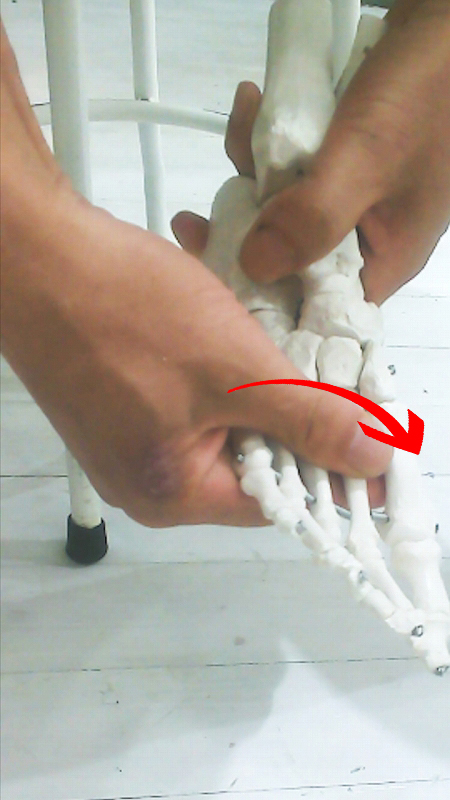 足部の骨がネジを締めるように回転し、足の甲を構成する骨どうしの結びつきが強くなる仕組みを示した図