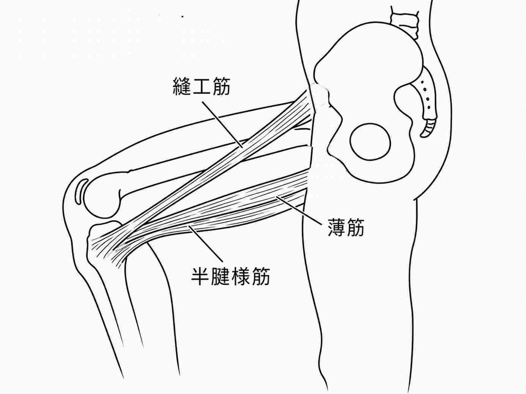 股関節から膝の内側へ走る縫工筋・薄筋・半腱様筋と鵞足部の位置関係を示した図