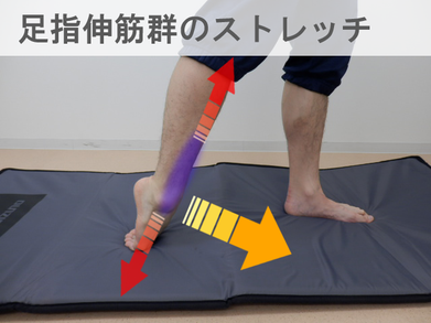 足指伸筋群の動きを確認するストレッチ